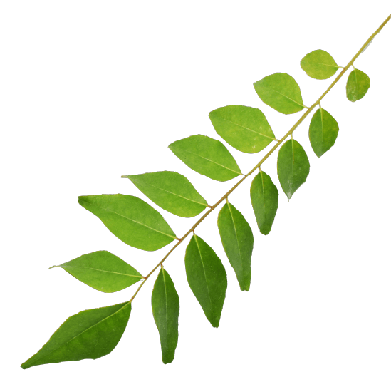 curry-leaf
